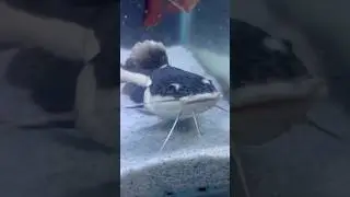 Redtail catfish🐠| #redtailcatfish #catfish #monsterfish #fish #fishtank #aquarium #ytshorts #shorts