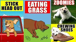 Why Dogs Eat Grass and 8 Other Strange Dog Behaviors Explained