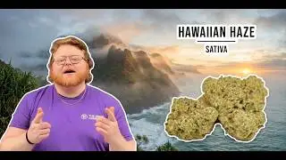 Hawaiian Haze Strain Review: Aloha!