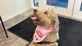 Meet the Six Therapy Dogs at Middlesex Health!