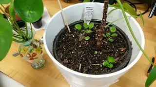 #plant #propagation 2 #plantcutting #plant #pilea Pepe #식물번식 #식물# 필레아 페페 번식 너무 쉬워요!