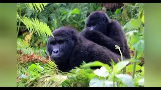 Best of mgahinga Gorrilla national park in south western Uganda