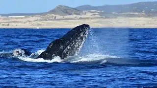 Whale Watch Cabo, Cabo San Lucas, Mexico