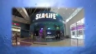 Sea Life Orlando Aquarium | Visit Orlando