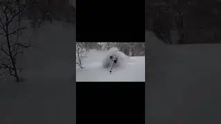 JaPow #skiing #japan #skier #gopro #backcountryskiing #hokkaido