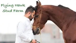 Punjab ~ Flying Hawk Stud Farm Tour 😱😱😱😱