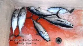Fishing Adventures #77 - Start of the Tuna Season in Fujairah