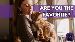 Do Cats Have a Favorite Person? Find Out If It's YOU! 🐾