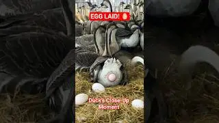 Duck Lays Egg in CLOSE-UP Detail! 🤯 (Rare Footage) #Shorts