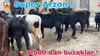 Mana Arzoni ! 💥 &bull; 5.500 dan mollar Sotuvda 🤩🤩 &bull; 22 ноября 2025 г.