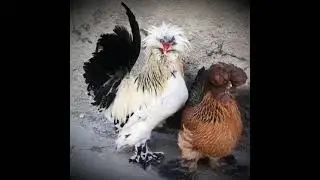 The Rarest Chicken in the World Azerbaijan Crested Tabriz Sultan Breeds Sultan Chickens Tavuğu دجاج