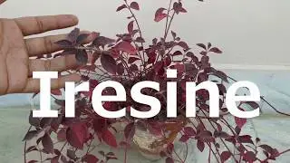 How to Care Iresine Hedge Plant