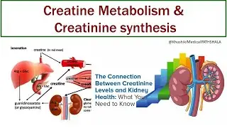 CREATINE METABOLISM II Creatinine Biochemistry