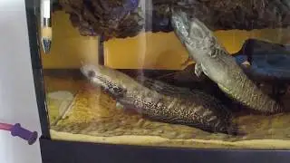 Parachanna africana pair