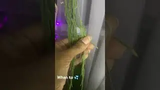 Watering My Hoya Linearis 💦 #hoyalinearis #hoyaplants #hoyacare #howtowaterahoya