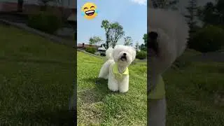 The best Ethnic Dancer🤣