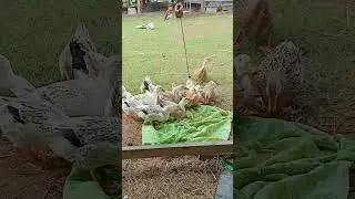 Make trap catch ducks #ducks