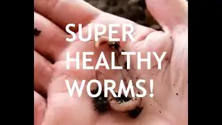Crisis Averted! - I have the correct compost worms for my climate this time.
