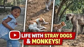 My first vlog with my cutie pie 🥰 // Vlogging wild monkey @IAMBLOGGER-z1d 