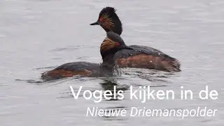 Vogels kijken in de Nieuwe Driemanspolder #1212