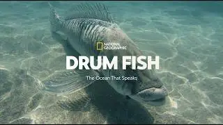 Drum Fish: The Ocean&rsquo;s Natural Drummer That Communicates Through Sound