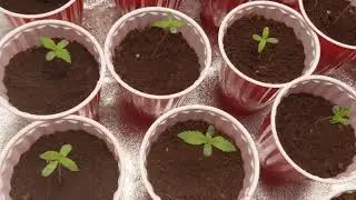 Day 8 under the Mars Hydro TSW2000, seedling update.