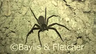 Unidentified spider, Cambodia. 20150210_193701.m2ts