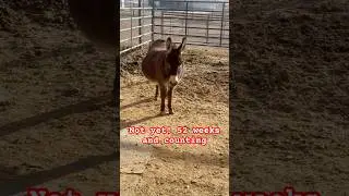 Day 2 week 52. Donkey baby count down.