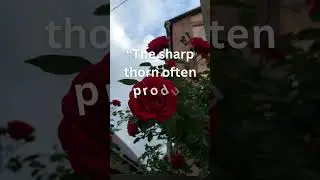 Red Rose Captions and Quotes for Instagram || #rose #captionstock #roseday #redrose #status