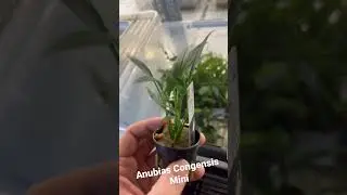 Anubias Congensis Mini - Aquariumplantenshop