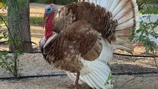 Turkey in aggressive mode #foryou #kids #cartoon #birds #animals 