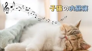 子猫のお昼寝【リラックス・猫のための音楽】／Healing music for cats（エキゾチックショートヘア）