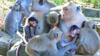 Congratulation ! This Amari's Group So Happy Living In Wild, Baby Monkey, Nat Geo, BBC Earth, Wild