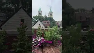 Cottage Garden Border In My Container Garden #containergardening #gardening #balconygarden #garden
