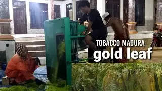 TOBACCO HARVEST (gold leaf) MADURA