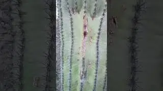 #arizona #cactus #vacation #wilderness #outdoors