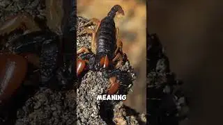 Scorpions Glow Under UV 😲🦂 || #animalfacts #scorpion @AnimalMysteries-YT
