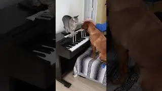 Собака и Кот играют на классическом фортепиано