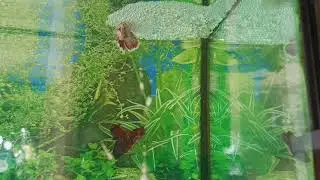 Relaxing Music // Betta Fish Breeding.