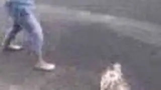 louis attack Bee