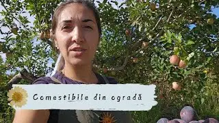 Ce avem în ogradă în luna Octombrie(2024)~Comestibile din ogradă~