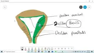 What is DECIDUA ? simple explanation