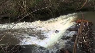 High water at Lyne Burn weir, Charlestown.Fife