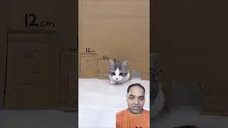 cute 🥰 cat pets #gadgests #food #cute #humor #diy #funny #shorts