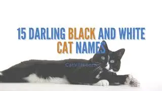 15 DARLING BLACK AND WHITE CAT NAMES