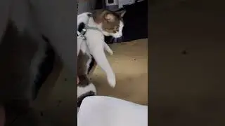 Спэзз одобряет?