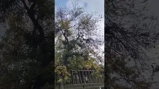 Nature&rsquo;s Calm: Trees Dancing in the Breeze