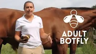 BOT FLY EGGS ON HORSES AND HOW TO REMOVE THEM