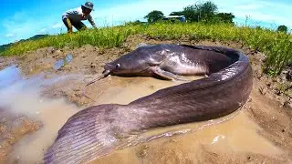 wow big catfish, catching fishes at rice field by best hand fisherman