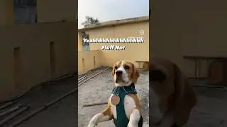 Dogs pee everywhere ✨😂 #beagle #dogs #dogshorts #funnyvideo #funnydogs